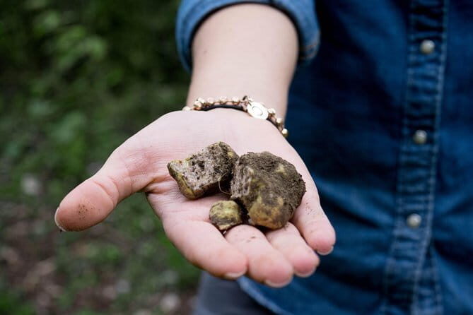 Truffle hunting + gourmet tasting (transfer included) - Who Would Love This Tour?