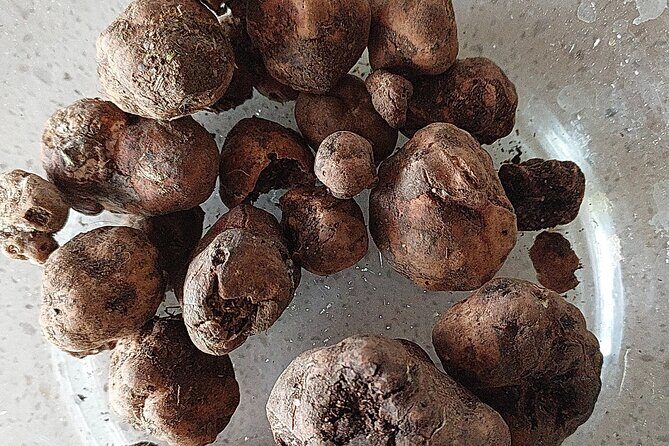 Truffle Hunting in Chianti, pasta class and lunch - Final Thoughts