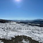 Truffle Hunting in Kyustendil - Practical Details and Why They Matter