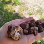 Truffle hunting in the Sicani mountains: a unique experience in Sicily - Who Is This Tour Best For?