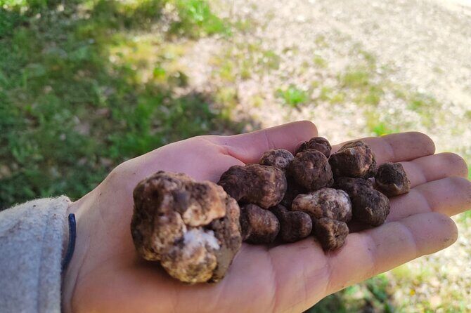 Truffle hunting in the Sicani mountains: a unique experience in Sicily - Who Is This Tour Best For?