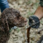 Truffle Hunting in Tuscany - FAQ