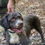 Truffle Hunting in Tuscany - Practical Tips and Considerations