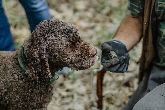 Truffle Hunting in Tuscany - FAQ