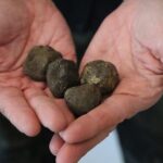 Truffle Hunting & Tasting in San Miniato Tuscany with Dogs - What Makes This Tour Stand Out?