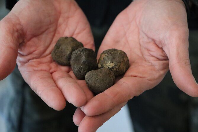 Truffle Hunting & Tasting in San Miniato Tuscany with Dogs - What Makes This Tour Stand Out?