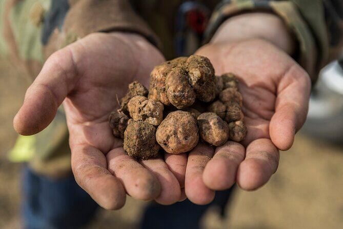 Truffle Hunting & Truffle Cooking Class - Practical Details & Considerations
