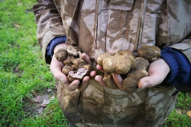 Truffle hunting - A Close Look at the Truffle Hunting Experience