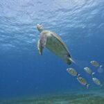 Try Dive in Abades Bay with a private instructor - Why the Price Offers Good Value