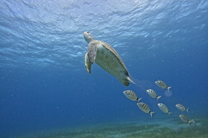 Try Dive in Abades Bay with a private instructor - Why the Price Offers Good Value