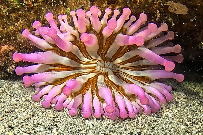 Try diving in Lanzarote Beginners 2 dives - Costa Teguise - Who Is This Tour Best For?