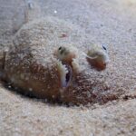 Try Scuba Diving in Arrabida Natural Park (Near Lisbon) with pictures - Practical Details and What You Need to Know