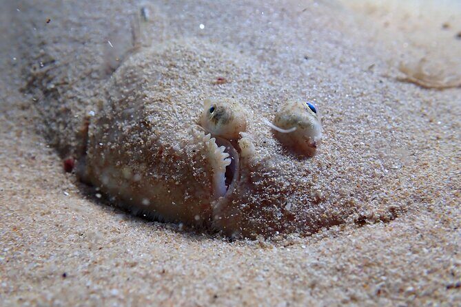 Try Scuba Diving in Arrabida Natural Park (Near Lisbon) with pictures - Practical Details and What You Need to Know