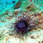 Try Scuba Diving in Split - The Sum Up: Who Is This Tour Best For?