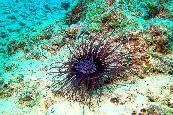 Try Scuba Diving in Split - The Sum Up: Who Is This Tour Best For?