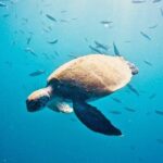 TRY SCUBA DIVING with a Dedicated Instructor - Authentic Insights from Reviewers