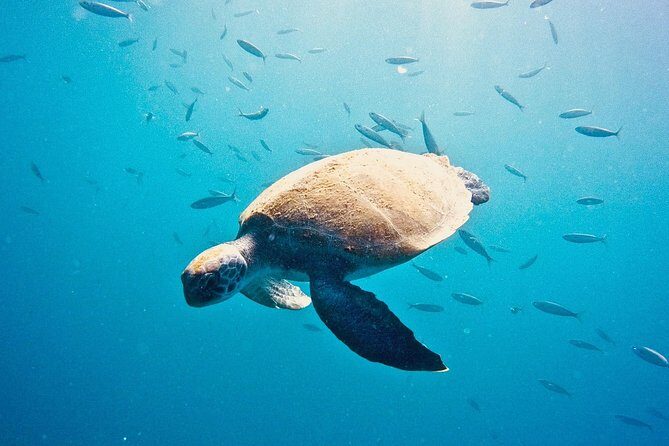 TRY SCUBA DIVING with a Dedicated Instructor - Authentic Insights from Reviewers