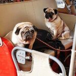 Tuk tuk Lisbon a discovery à la carte without fatigue. Lisbon differently.01 - Who Will Love This Tour?