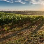 Tuscany from Rome- Siena and San Gimignano Private Day Tour - Value for Money & Who It Suits Best