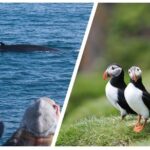 Two-In-One: Whale & Puffin Watching Tours from Reykjavik - The Value for Money
