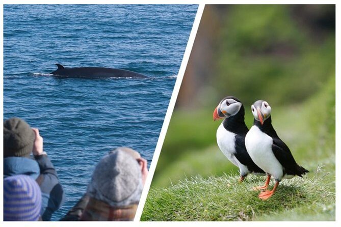 Two-In-One: Whale & Puffin Watching Tours from Reykjavik - The Value for Money
