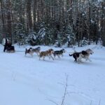 Ultimate Husky dog sledding experience in Latvia - Private tour from Riga - FAQ