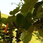 Unique EnoBike experience with tasting in 2 excellent wineries - Why You’ll Love This Tour