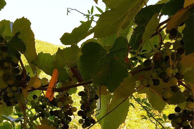 Unique EnoBike experience with tasting in 2 excellent wineries - Why You’ll Love This Tour