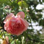 Vale Paraíso - Rochão (Half Day Walk) - Frequently Asked Questions