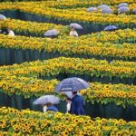 Van Gogh Museum Tour excluding Entrance Tickets - Why This Tour Is Worthwhile