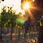 Verona area: Wine Tasting Experience in Valpolicella - The Value of the Experience