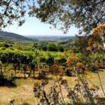 Verona - Cellar Tour and Tasting of NATURAL WINES - Practical Details: What to Expect