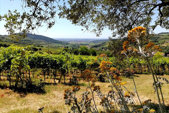 Verona - Cellar Tour and Tasting of NATURAL WINES - Practical Details: What to Expect