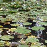 Versailles and Giverny Tour Hotel Pickup - A Deep Dive into the Tour Experience