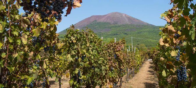 Vesuvius & Vineyard select from Sorrento - FAQ