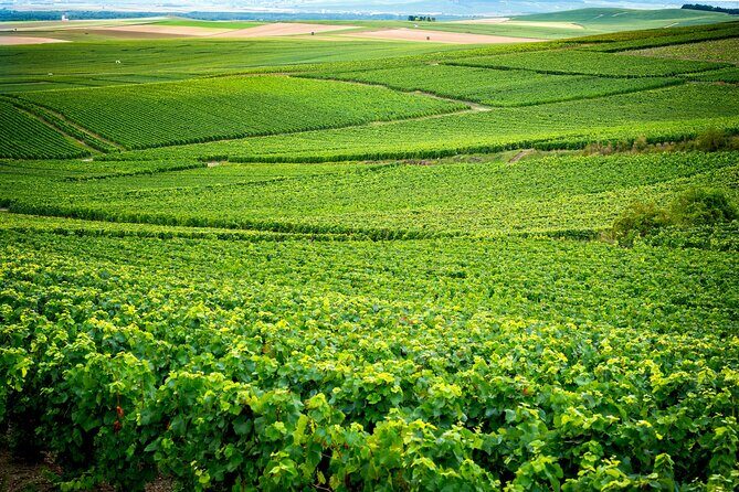 Veuve Clicquot Tour From Paris - Who Is This Tour Best For?