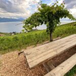 Vine Stories: Lavaux & Lutry wine walk - Who Will Love This Tour?