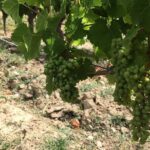 Vineyard cycle tours in and around Chinon, in the Loire Valley - Authenticity and the Value of Guided Wine Cycling