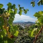 Vineyard experience in Pozzuoli - FAQ: Frequently Asked Questions
