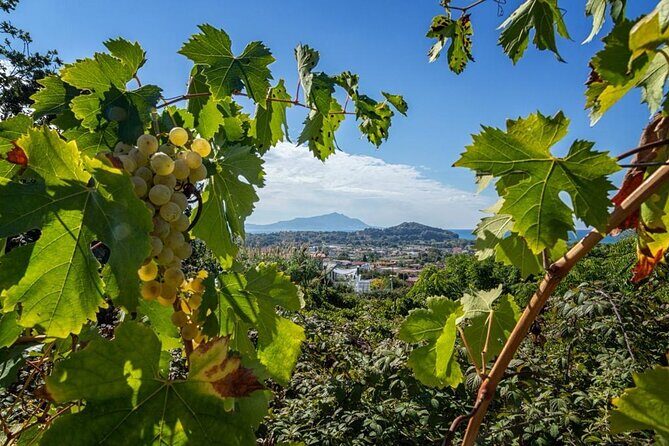 Vineyard experience in Pozzuoli - FAQ: Frequently Asked Questions