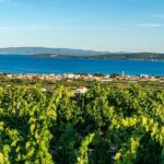 Vineyard Experience: Wine Tasting near Split - Who Will Love This Tour?