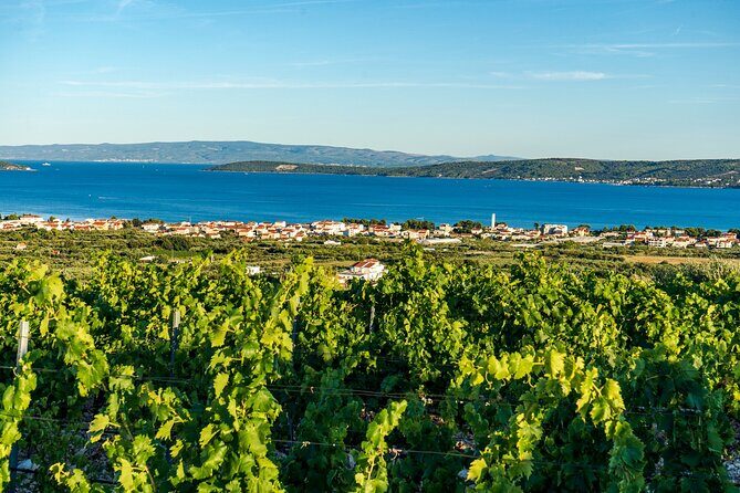 Vineyard Experience: Wine Tasting near Split - Who Will Love This Tour?