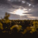 Vineyard tour and wine tasting in Davron - Final Thoughts: Is It Worth It?