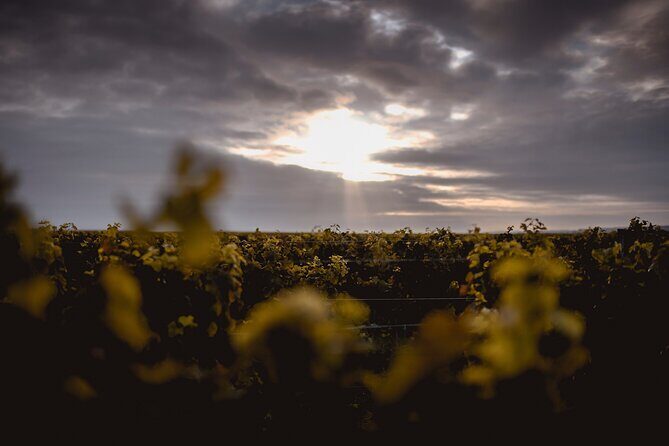 Vineyard tour and wine tasting in Davron - Final Thoughts: Is It Worth It?