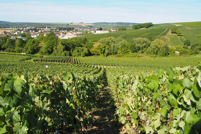 Vineyard Walking Tour & 5 Champagnes Tasting - Final Thoughts: Is It Worth It?