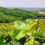 Vineyards, Albanian Wine Food Tasting Tour from Durres/Tirana - What the Reviews Say: Authentic Experiences & Genuine Hospitality