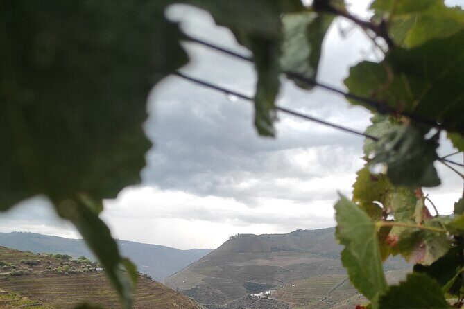 Vinho Verde 2 Wineries + Cultural Guimarães - Private/from Porto - Final Thoughts on Value