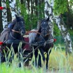 Vinyard Tour By Horse & Carriage With Delicious Tasting - Umbria - Final Thoughts