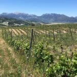 VIP Ronda Wine Tour and Tasting and Gourmet Lunch Experience with Winemaker - What’s Included and What to Know