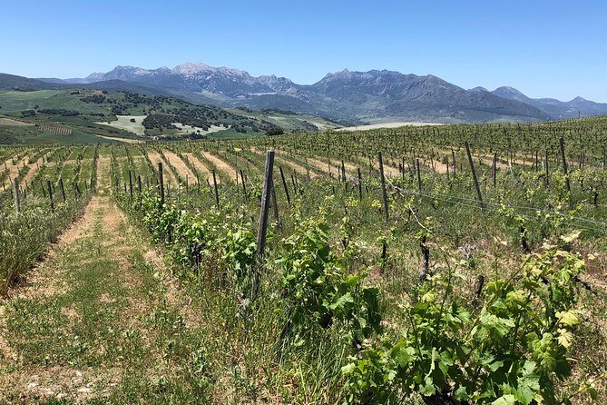 VIP Ronda Wine Tour and Tasting and Gourmet Lunch Experience with Winemaker - What’s Included and What to Know